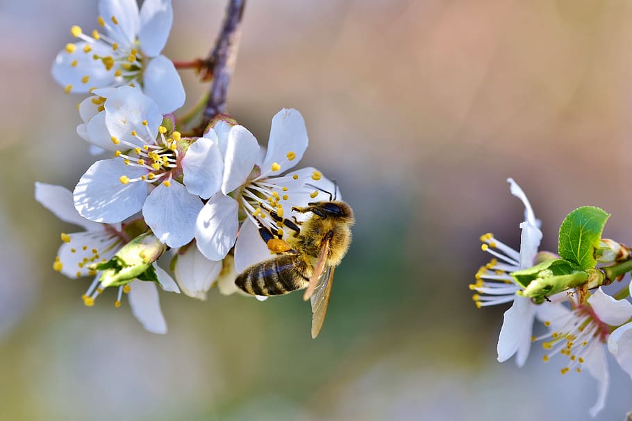 Pokrajinski sekretarijat za poljoprivredu raspisao konkurs za dodelu sredstava za sufinansiranje nabavke novih pčelinjih društava i nabavku opreme za pčelarstvo